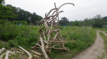 IMGP4862.JPG